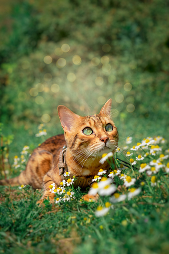 Charming red cat is resting among white flowers on the lawn.