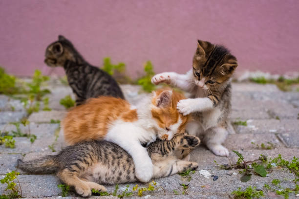 grupo de cuatro gatitos pequeños están jugando en la calle - domestic cat city life animal pets fotografías e imágenes de stock