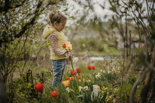 Little girl picking flowers in garden on early Spring day outdoors.