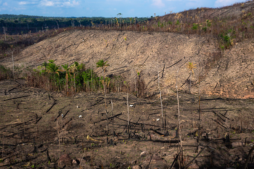 Amazon rainforest illegal deforestation. Cattle farm burn forest trees to open pasture in Amazonas, Brazil. Concept of agriculture, environment, ecology, economy, exportation and meat production.