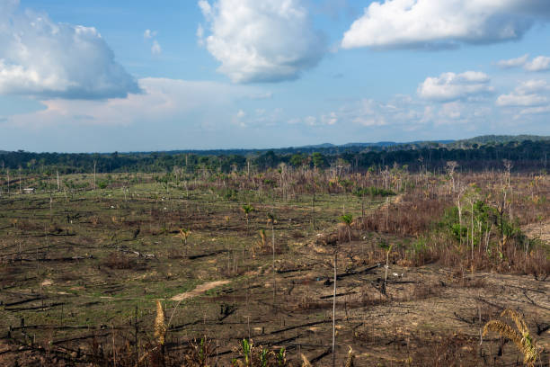 istock Amazon rainforest illegal deforestation. Cattle farm burn forest trees to open pasture in Amazonas, Brazil. Concept of agriculture, environment, ecology, economy, exportation and meat production. 1394420135