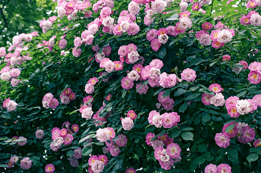 Bush of white roses in the summer garden