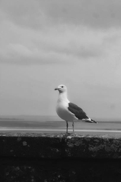 istock Bird in the front of sea 1394421284