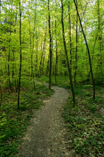 istock Forest landscape, sunny daytime, no people 1394421357