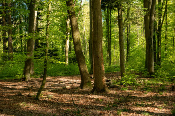 istock Forest landscape, sunny daytime, no people 1394421393