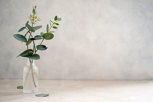 Natural eucalyptus plant twigs in glass vase bottle. Home interior flowers, minimalist stillife concept with natural light