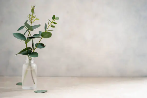Photo of Natural eucalyptus plant twigs in glass vase bottle. Home interior flowers, minimalist stillife concept. Copy space