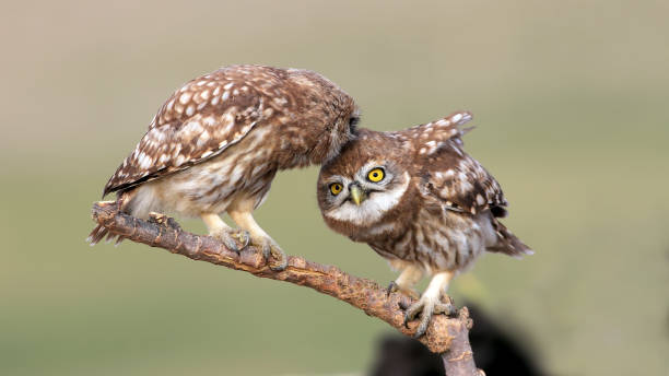istock Little owl puppies 1394422498