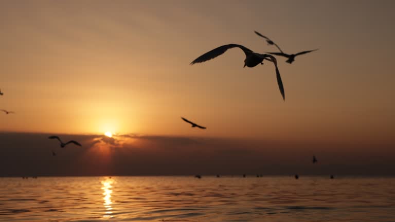 Seagulls above the ocean water at sunset