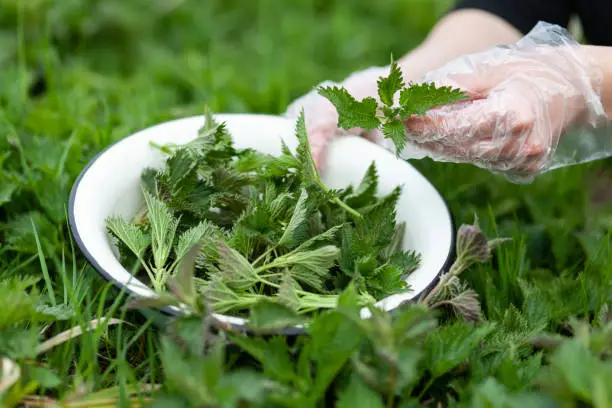 Harvesting young nettles for salad. Alternative medicine, useful wild herbs.