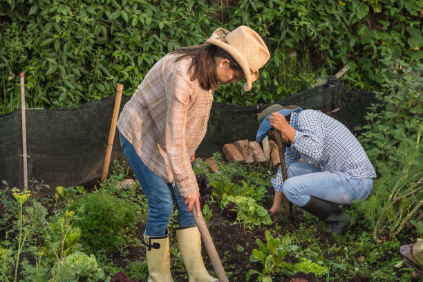 istock Young latin woman with hat, denim and boots using a shovel while man with hat, blue shirt an denim crouching clean the soil of orchard 1394428007