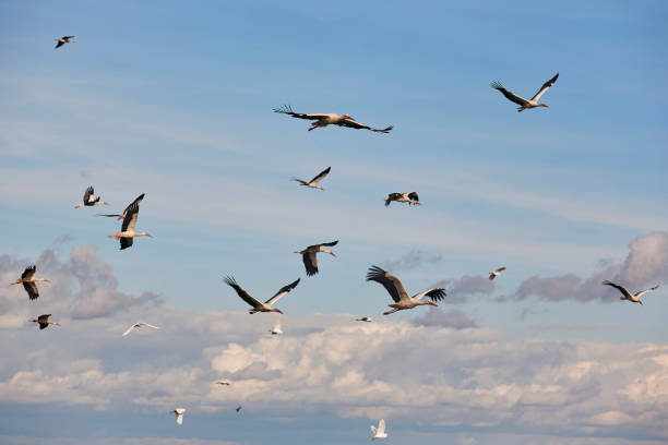 White storks (Ciconia ciconia) flying in sky