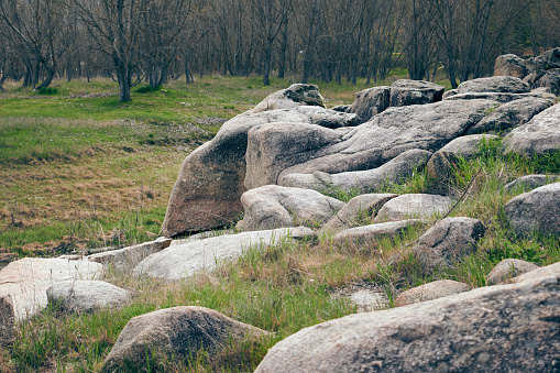 Texture of rocks surrounded by grasses with trees in the background