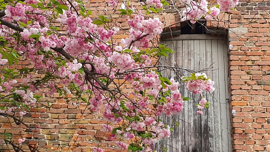 Old brick wall with wooden door and cherry blossom