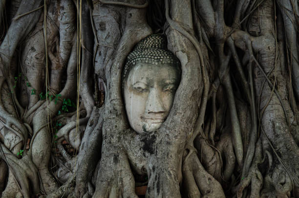 istock The head of an ancient buddha statue It is covered with tree roots that last for many years. Famous tourist attraction in Ayutthaya, Thailand. 1394432441