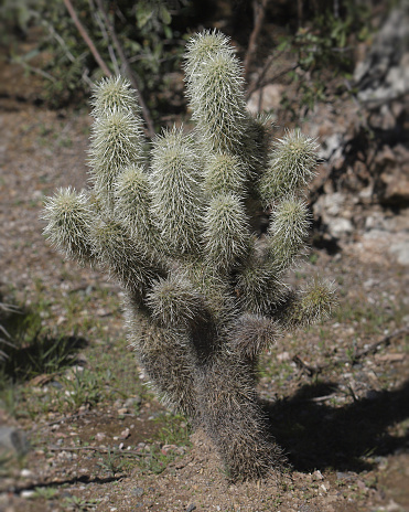 Closeup of a teddybear cholla cactus