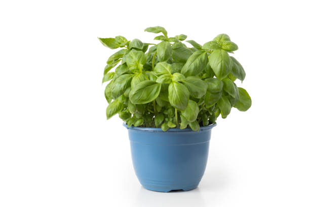 istock Fresh basil in pot isolated against white background 1394435533