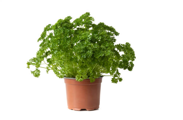 Fresh parsley in pot isolated against white background
