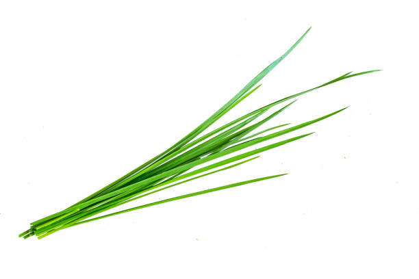 istock blades of grass on a white isolated background 1394437142
