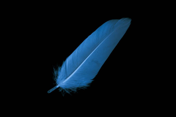 istock blue feather of a goose on a black background 1394437176