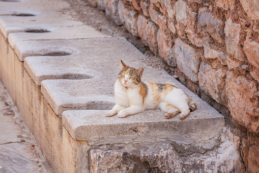 Cat in ancient public toilets at the antique city Ephesus, Turkey
