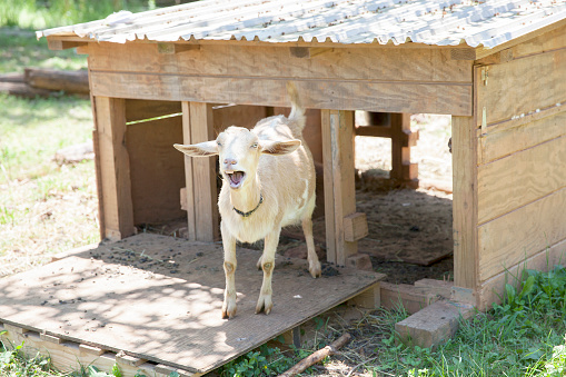 A white and light brown goat, standing in front of his shelter on a farm, bleating with his mouth wide open.