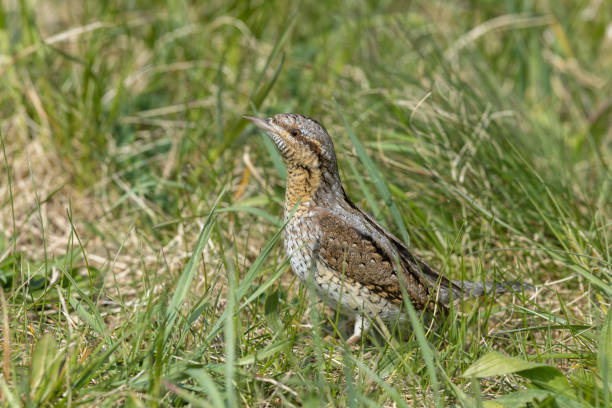 istock Eurasian wryneck 1394440615