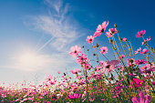 istock Natural view cosmos filed and sunset on garden background 1394440950