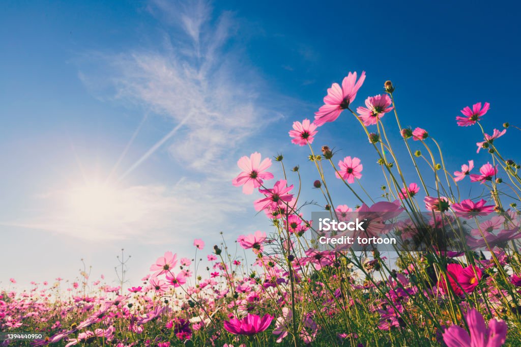 Natural view cosmos filed and sunset on garden background Flower Stock Photo