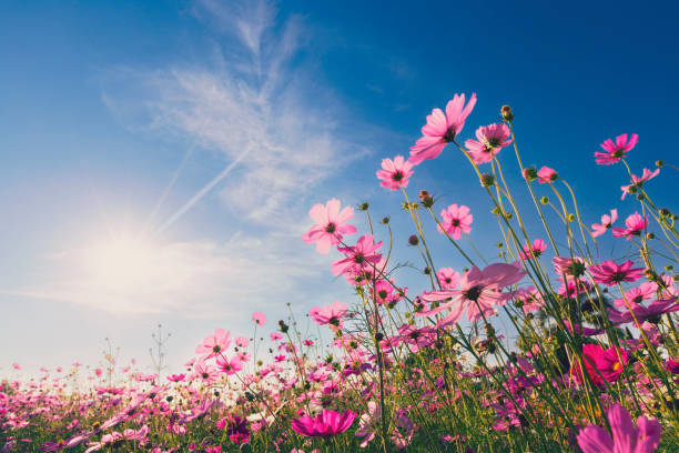 visual natural cosmos arquivado e pôr do sol no fundo do jardim - primavera - fotografias e filmes do acervo