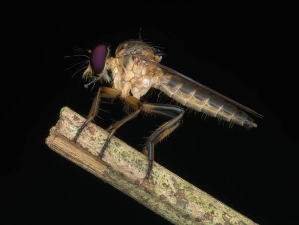 istock red eye robberfly perched on the branch 1394443522