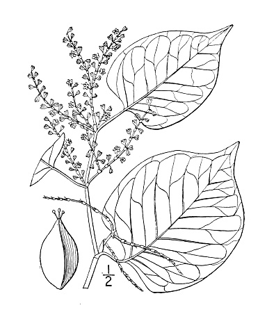 Antique botany plant illustration: Polygonum Zuccarinii, Japanese Knotweed