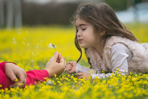 Close up photo of toddler girl lying on front on yellow wildflowers and playing with dandelion in mother's hand. Selective focus on model. Shot with a full frame mirrorless camera.