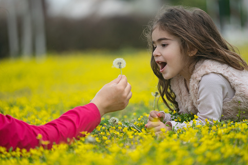 Close up photo of toddler girl lying on front on yellow wildflowers and playing with dandelion in mother's hand. Selective focus on model. Shot with a full frame mirrorless camera.