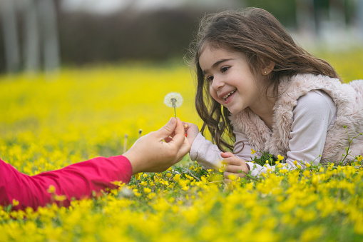 Close up photo of toddler girl lying on front on yellow wildflowers and playing with dandelion in mother's hand. Selective focus on model. Shot with a full frame mirrorless camera.