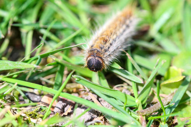 pine processionary (processionary) caterpillars (caterpillar) in the green grass (green lawn) in the flock close up (macro) - (thaumetopoea pityocampa)