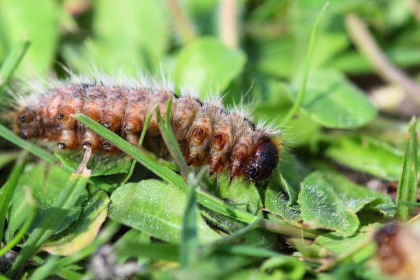 istock pine processionary (processionary) caterpillars (caterpillar) in the green grass (green lawn) in the flock close up (macro) - (thaumetopoea pityocampa) 1394446594