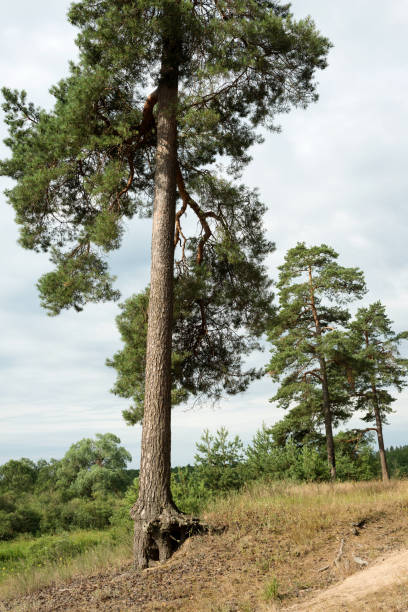 istock Summer landscape near the Berezina river in Belarus 1394448096