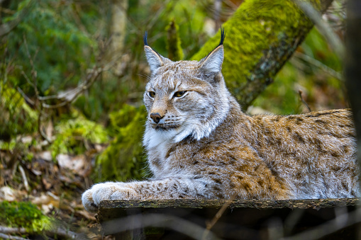 The Eurasian lynx (Lynx lynx) is a medium-sized wild cat