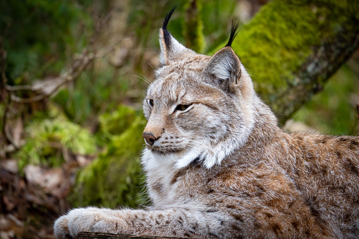 The Eurasian lynx (Lynx lynx) is a medium-sized wild cat