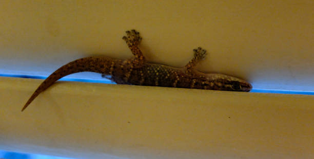 istock Half visible gecko from the Antilles 1394451042