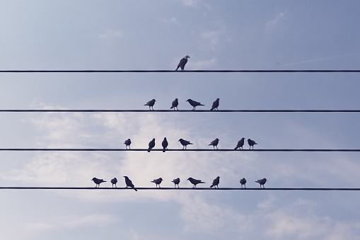 Birds standing on wire, different one standing on the top wire in cloudy sky, can be used leadership/individuality concepts. (3d render)