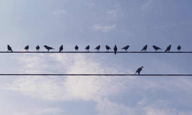 Individuality concept with birds on wire