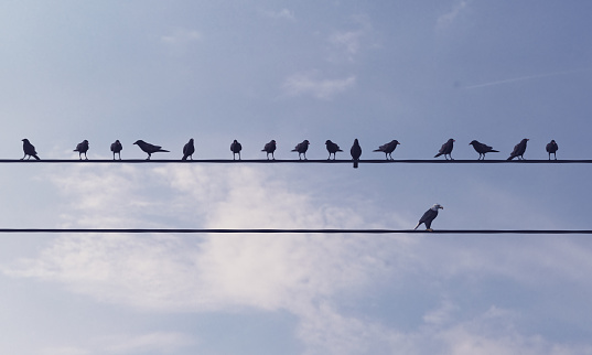 Birds standing on wire, different one standing against the mass in cloudy sky, can be used leadership/individuality concepts. (3d render)