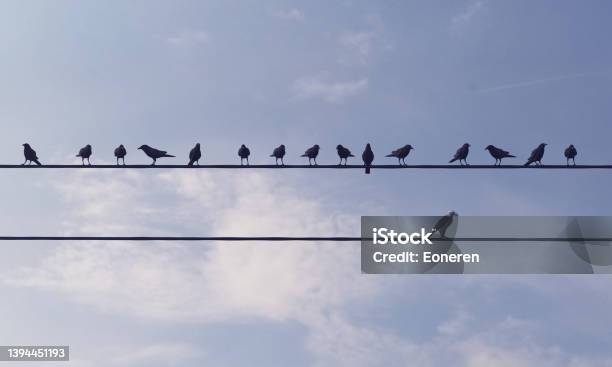 Individuality Concept With Birds On Wire Stock Photo - Download Image Now - Standing Out From The Crowd, Contrasts, Group Of Objects