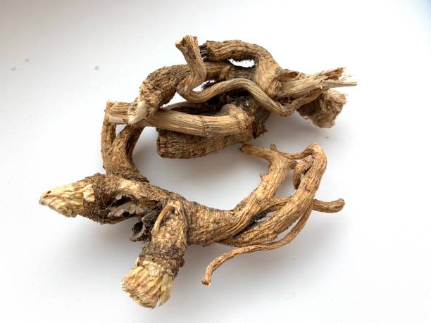 istock Dried angelica root is a medicinal plant. 1394452649