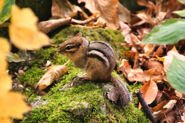 A chipmunk sits on a green moss-covered rock surrounded by fallen green, yellow and brown leaves.