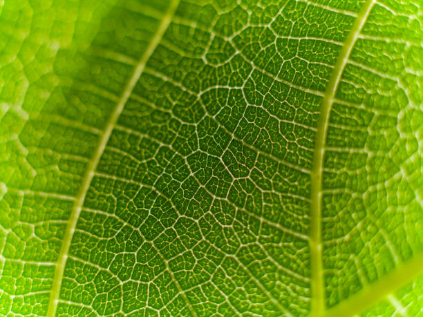 Macro photo of a beautifully textured fig leaf