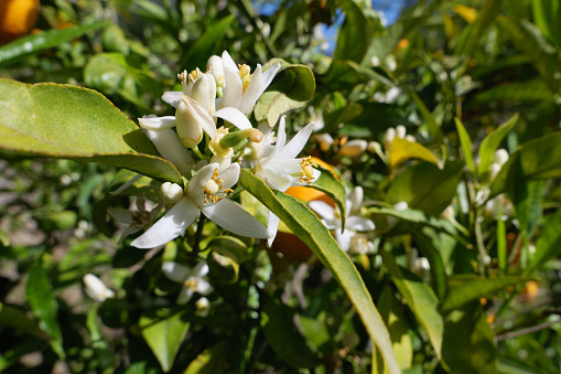 The small white flowers of the orange tree appear in the spring and have a pleasant orange scent. It happens that orange trees bear flowers and fruit at the same time.