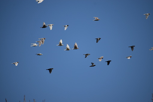 The sport of racing homing pigeons,